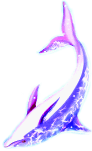 nirea-2